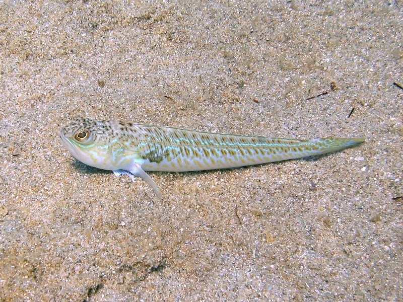 Trachinus draco (Linneo, 1758)